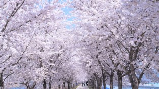 경북의 23개 벚꽃 명소가 뜬다!